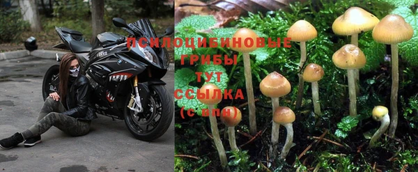 PSILOCYBIN Горнозаводск